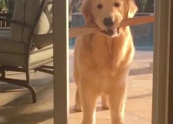 Dog-stick-my-life