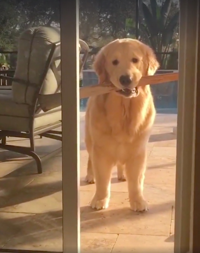 Dog-stick-my-life