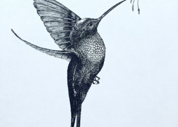 Birds Pen & Ink Drawings