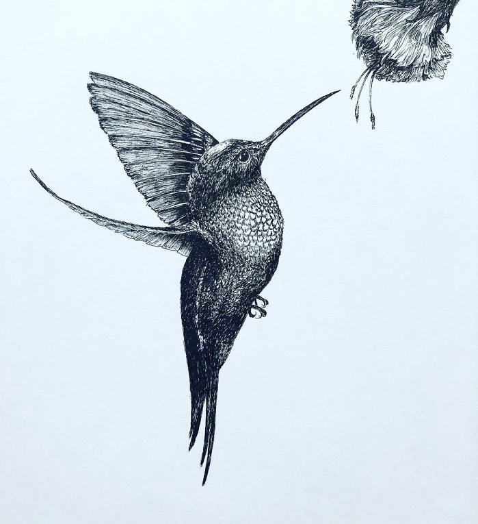 Birds Pen & Ink Drawings