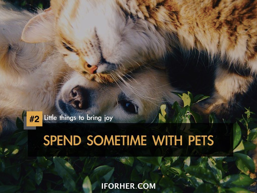 Little Things To Bring Joy In Life: SPEND SOMETIME WITH PETS