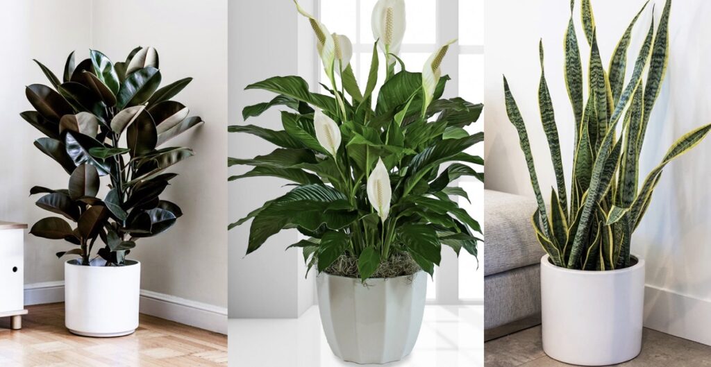 Air-Purifying-Plants-IFORHER