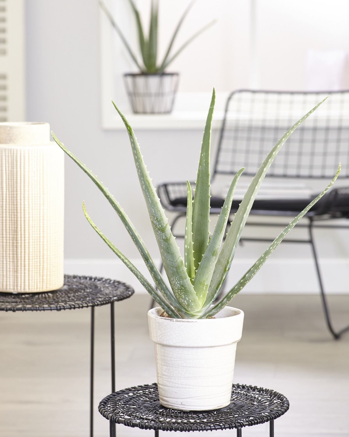 8 Air Purifier Plants That Are Must Have For Your Home To Beat The