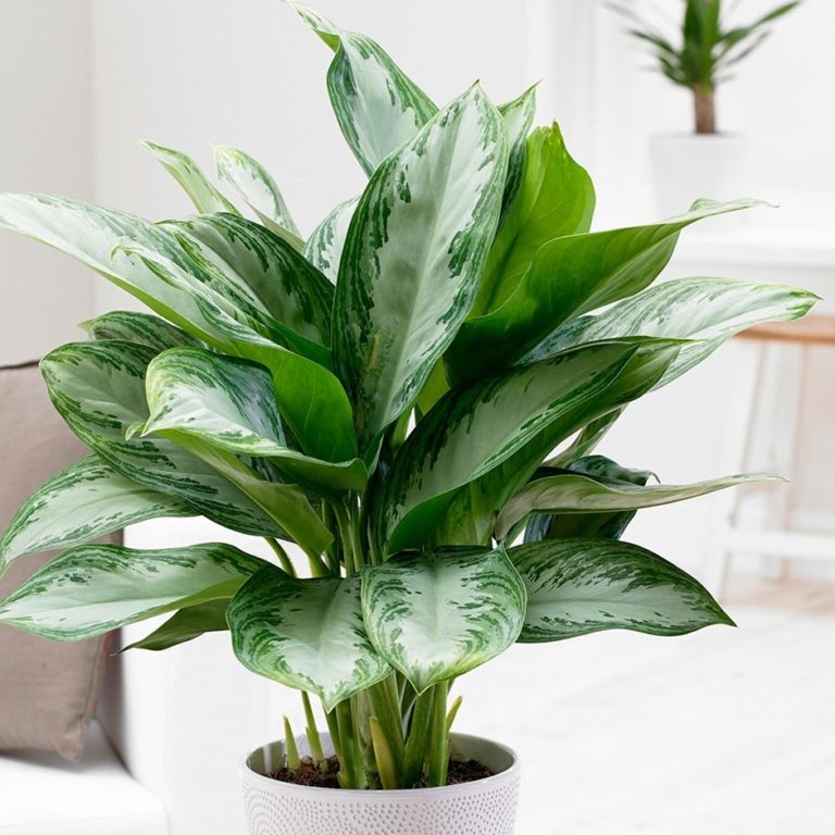 8 Air Purifier Plants That Are Must Have For Your Home To Beat The