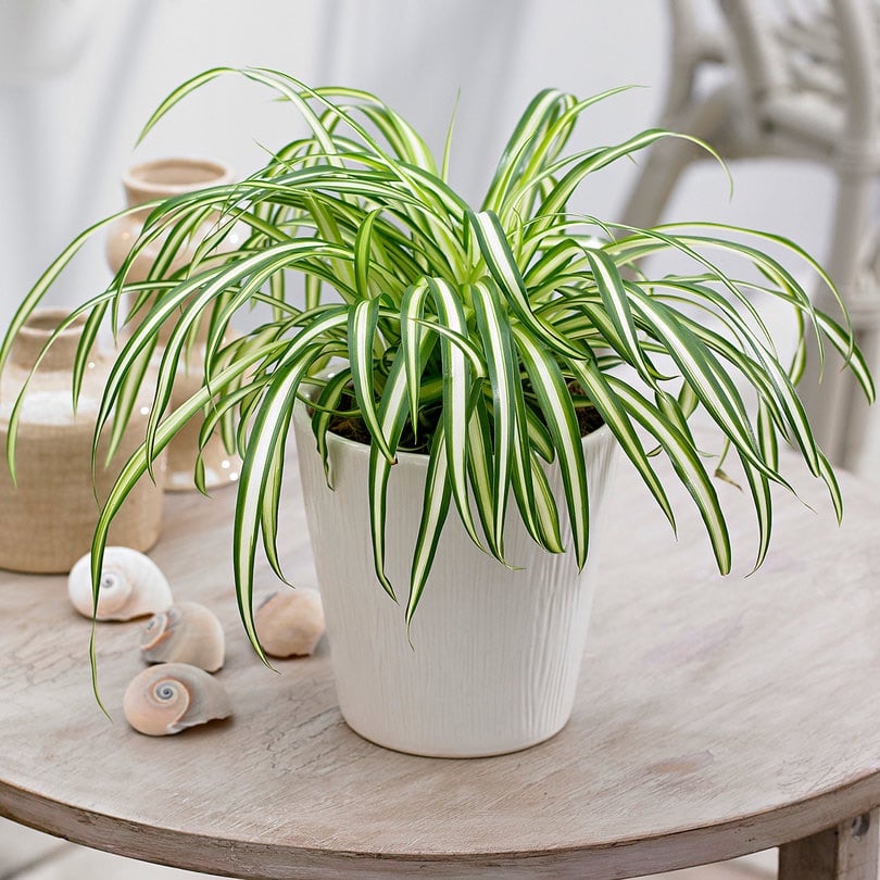 Spider-Plant-Air-Purifier-Plant-IFORHER