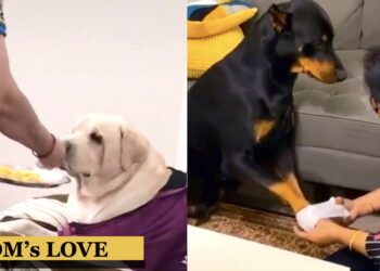 Punjabi Dog Moms