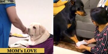 Punjabi Dog Moms