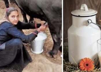 Navalben-Dalsangbhai-Chaudhary-Milk-Selling-Revenue-1-Crore