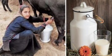 Navalben-Dalsangbhai-Chaudhary-Milk-Selling-Revenue-1-Crore