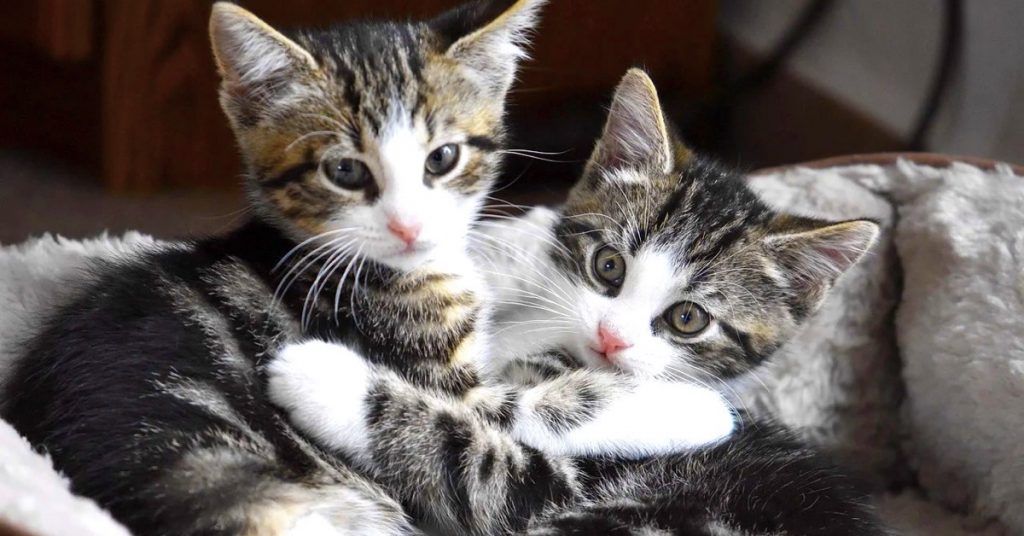 What Does Dream About Cats Really Mean?