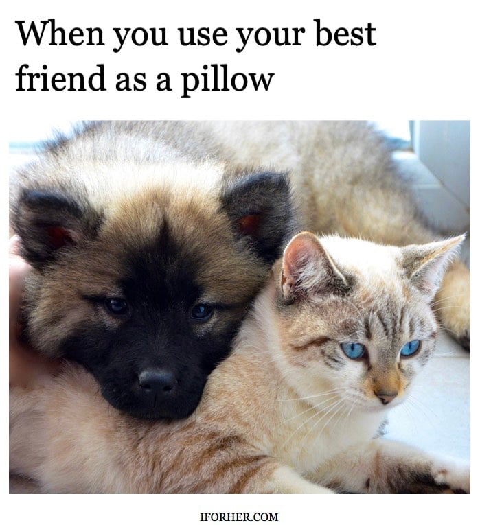 memes about friends