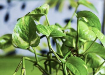 Betel Leaf Benefits