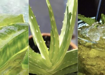 Aloe-Vera-Juice-Benefits