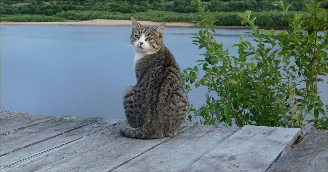 Why Do Cats Hate Water? Here's What Science Says