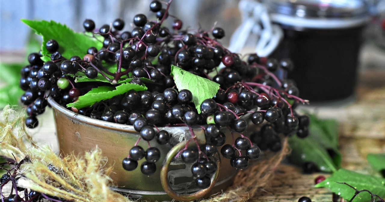 Benefits of elderberry
