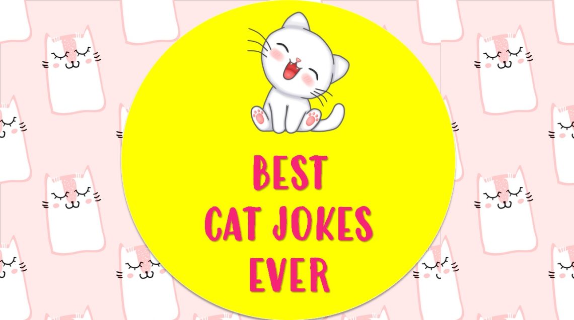 175 Best Cat Jokes & Puns To Give You Purrfect Laugh