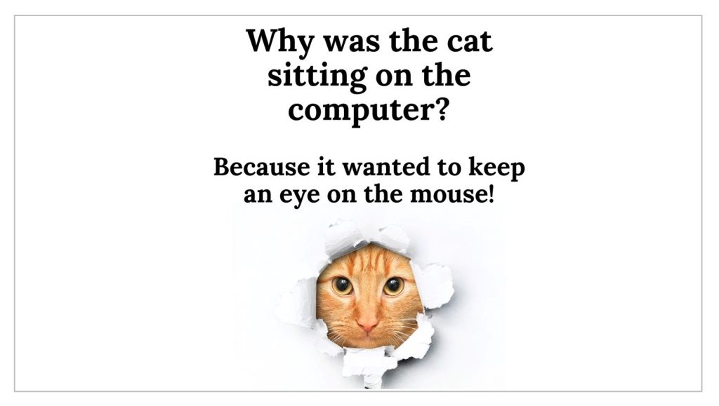 Funny Cat Jokes - IForHer
