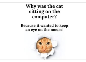Funny Cat Jokes - IForHer