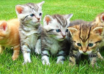 National Kitten Day Activities