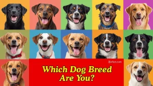 What Breed of Dog Are You? Take This Fun Quiz to Find Out!