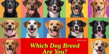 What Breed of Dog Are You? Take This Fun Quiz to Find Out!