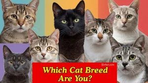 What Breed of Cat Are You? Take This Fun Quiz to Find Out!