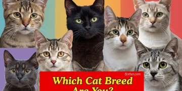 What Breed of Cat Are You? Take This Fun Quiz to Find Out!